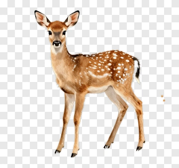 Cute Fawn Standing In Meadow PNG