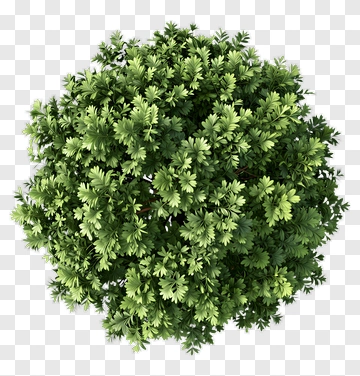 Top View Of A Lush Green Bush PNG