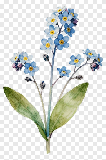 Forget-Me-Not Flower Watercolor PNG