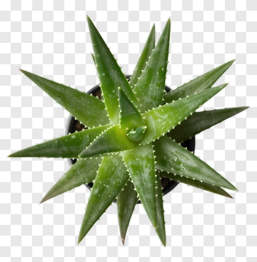 Aloe Vera Plant With Water Droplets PNG