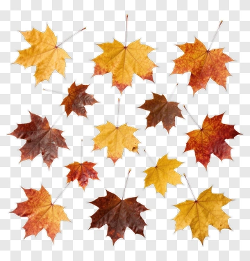 Maple Leaves In Autumn Colors PNG
