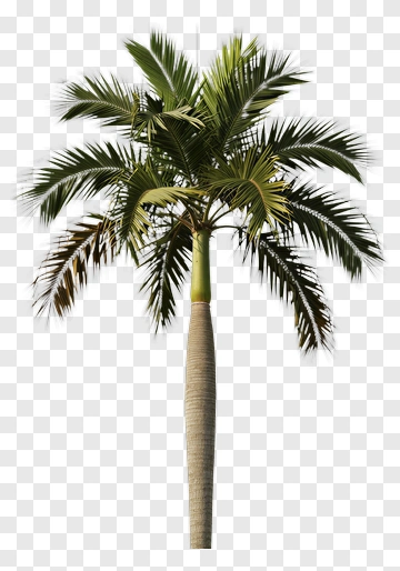 Tall Palm Tree PNG
