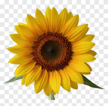 Sunflower PNG