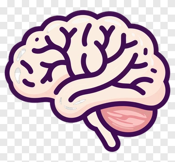 Illustrated Brain With Cerebellum PNG