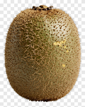 Fresh Kiwi Fruit PNG