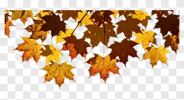 Maple Leaves In Autumn Colors PNG