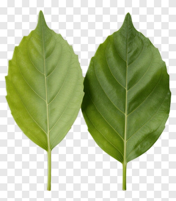 Two Green Leaves PNG