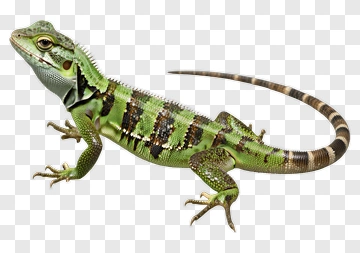 Green Lizard With Spine And Tail PNG