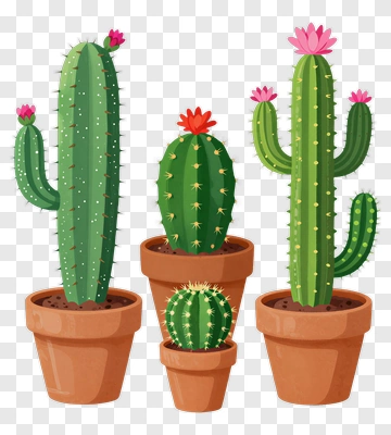 Cactus With Pink Flowers In Pots PNG