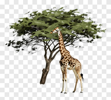 Giraffe Under Tree PNG