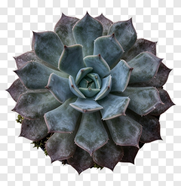 Blue And Purple Succulent PNG