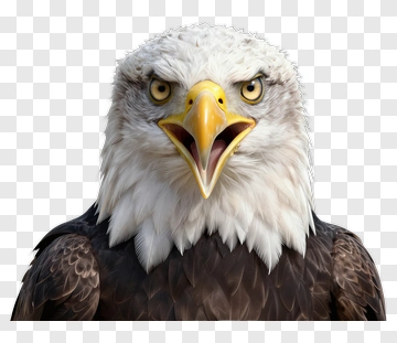 Eagle With Open Beak PNG