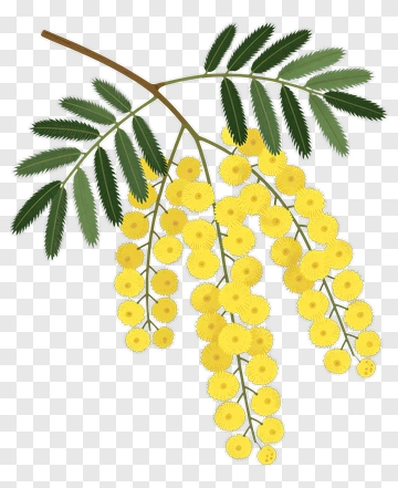 Acacia Branch With Yellow Flowers PNG