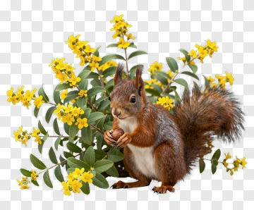 Squirrel With Yellow Flowers PNG