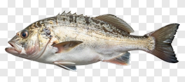 Fresh Fish With Speckled Scales PNG