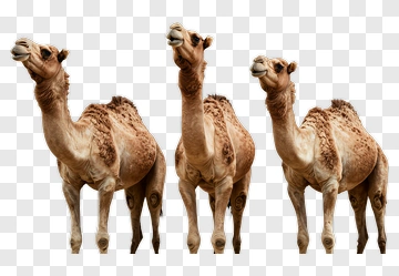 Three Camels Under Starry Sky PNG