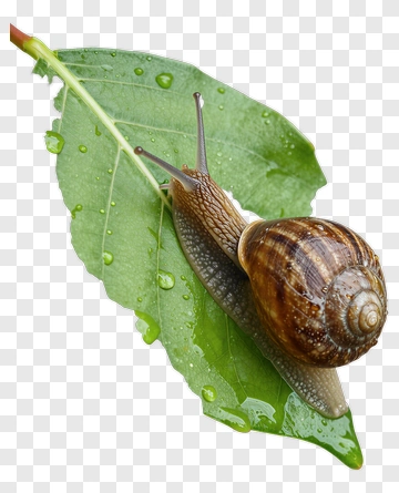 Snail On Green Leaf With Water Droplets PNG