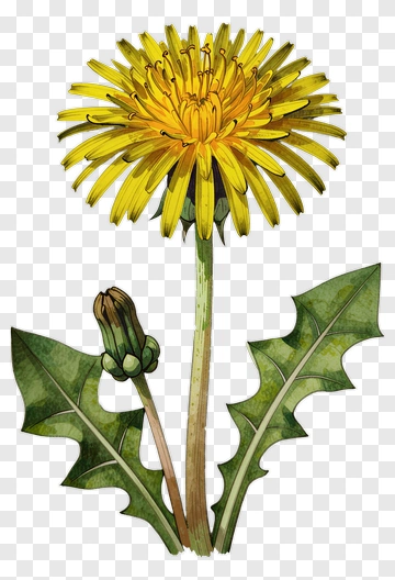 Dandelion Flower With Bud And Leaf PNG