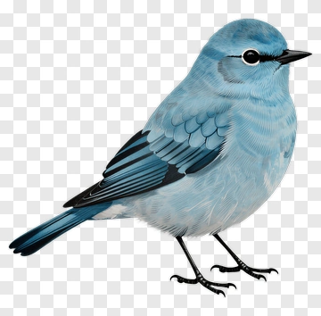 Blue Bird PNG