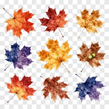 Watercolor Maple Leaves In Autumn Colors PNG