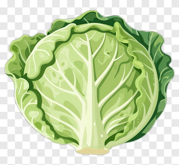 Fresh Cabbage PNG