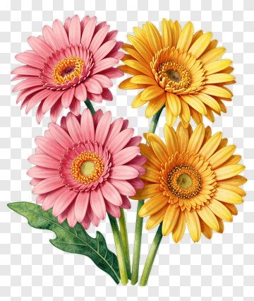 Pink And Yellow Gerbera Daisy Bouquet PNG