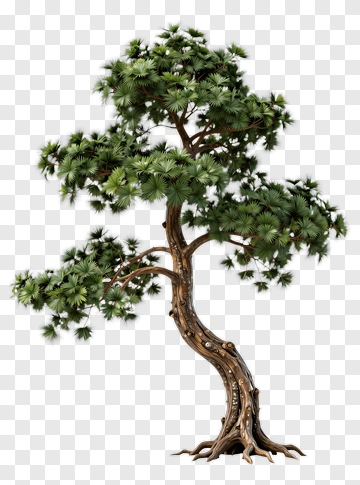 Pine Tree With Curved Trunk PNG