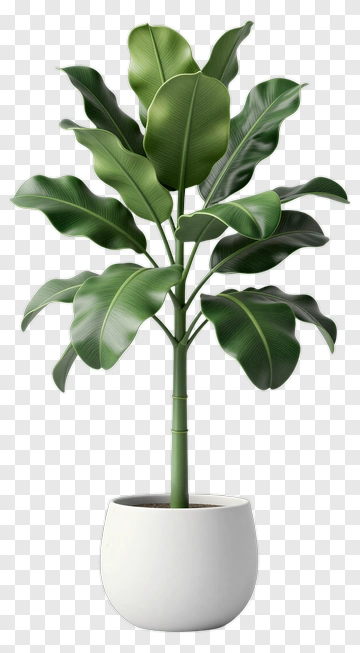 Ficus Elastica In White Pot PNG