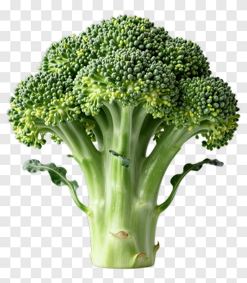 Fresh Broccoli PNG