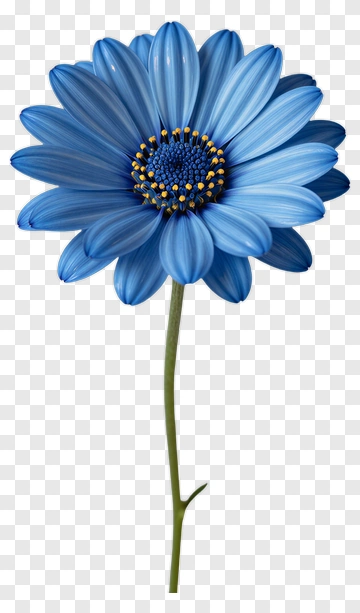 Blue Daisy Flower PNG