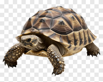 Turtle With Detailed Shell And Textured Skin PNG