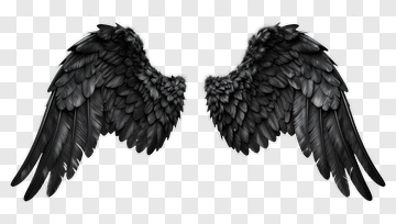 Black Wings PNG