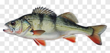 Realistic Perch Fish Illustration PNG