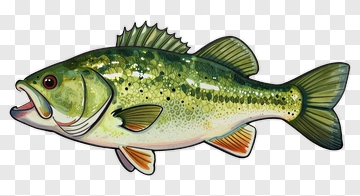 Hand Drawn Bass Fish Illustration PNG