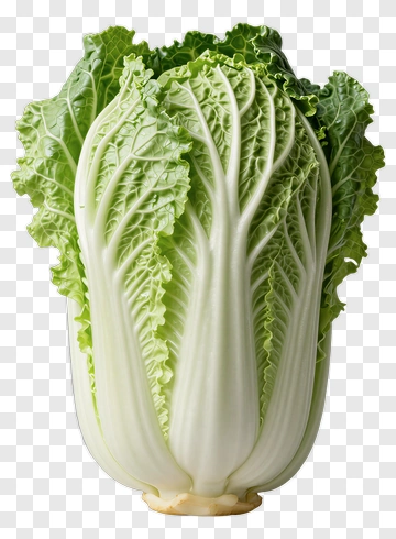 Nappa Cabbage PNG