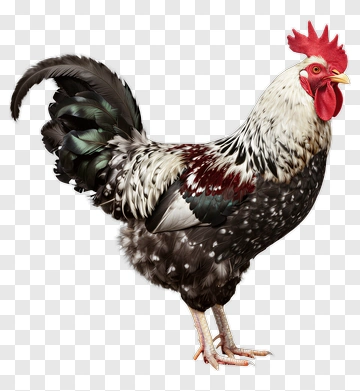 Rooster With Colorful Feathers PNG