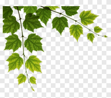 Green Leaves On Vine PNG