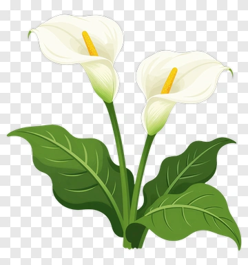 Calla Lily Flower With Green Leaves PNG