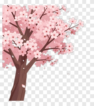 Cherry Blossom Tree In Full Bloom PNG