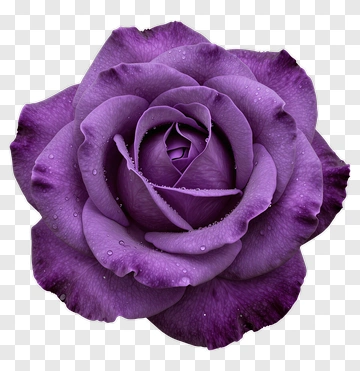 Purple Rose With Dew Drops PNG