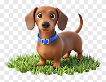 Cute Dachshund Standing On Grass PNG