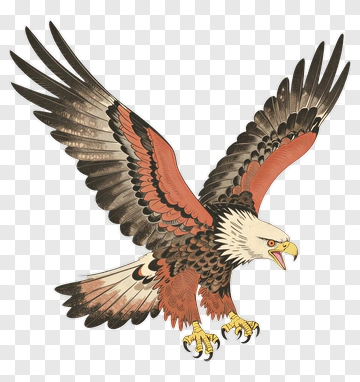 Eagle In Flight PNG