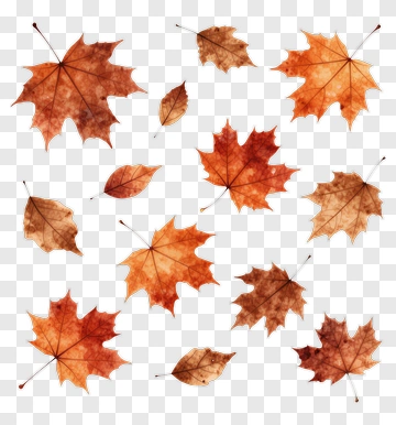 Autumn Maple Leaves PNG
