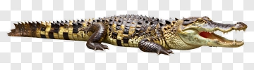 Alligator With Open Mouth PNG