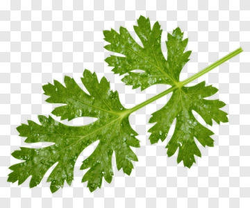 Fresh Green Leaf PNG