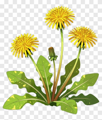 Dandelion Flower Plant PNG