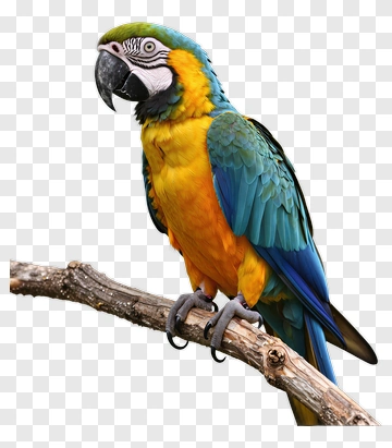Blue And Yellow Parrot Perched On Branch PNG