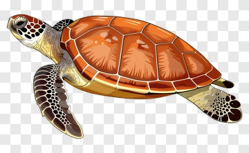 Sea Turtle Illustration PNG