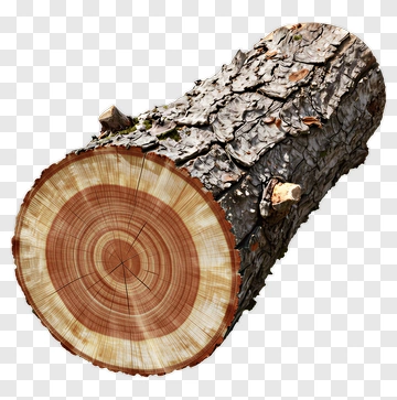 Cross-section Of A Tree Log PNG
