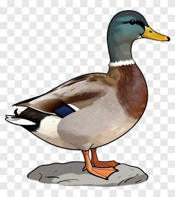 Cartoon Duck Standing On Rock PNG